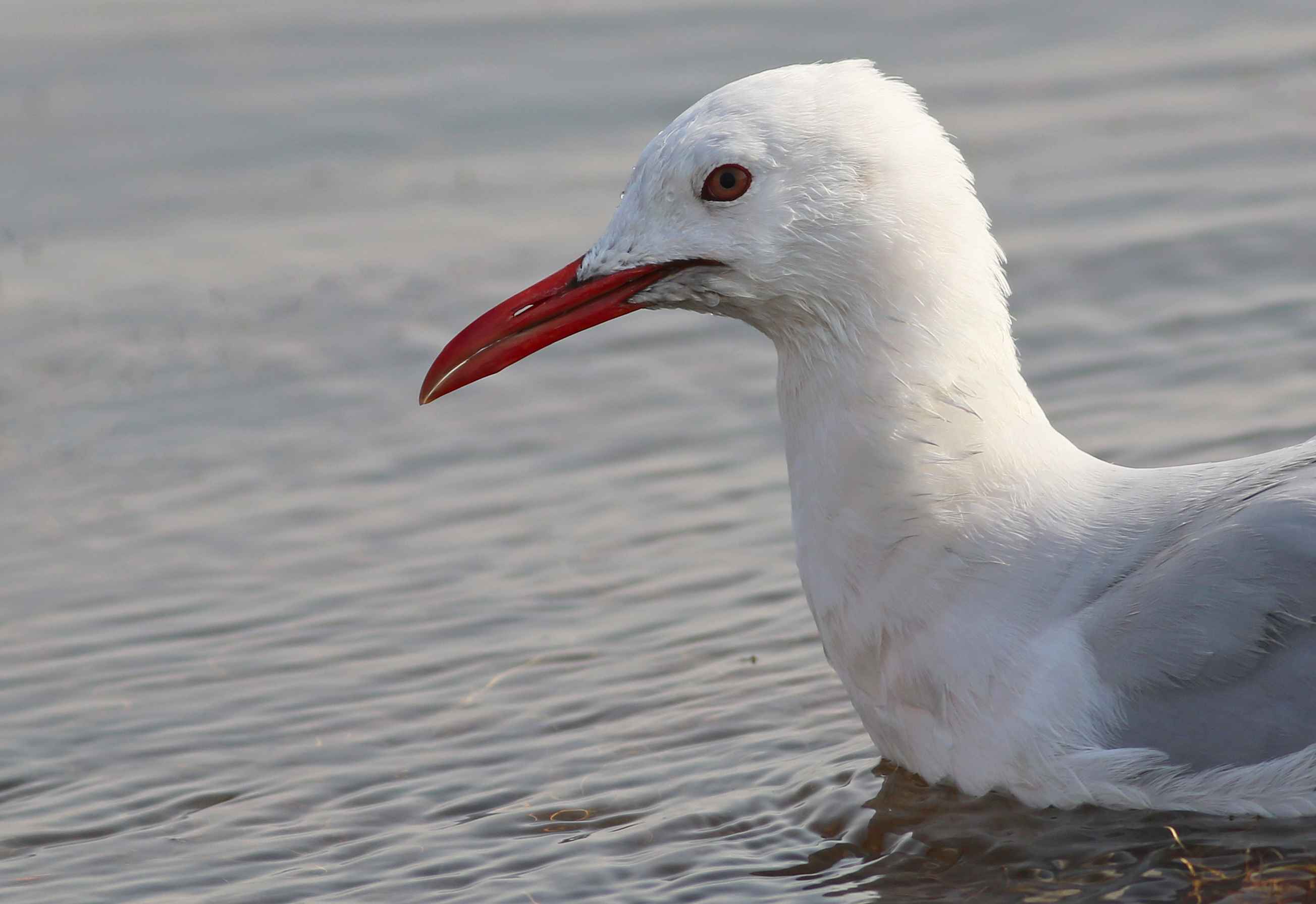 Slender-billed Gull